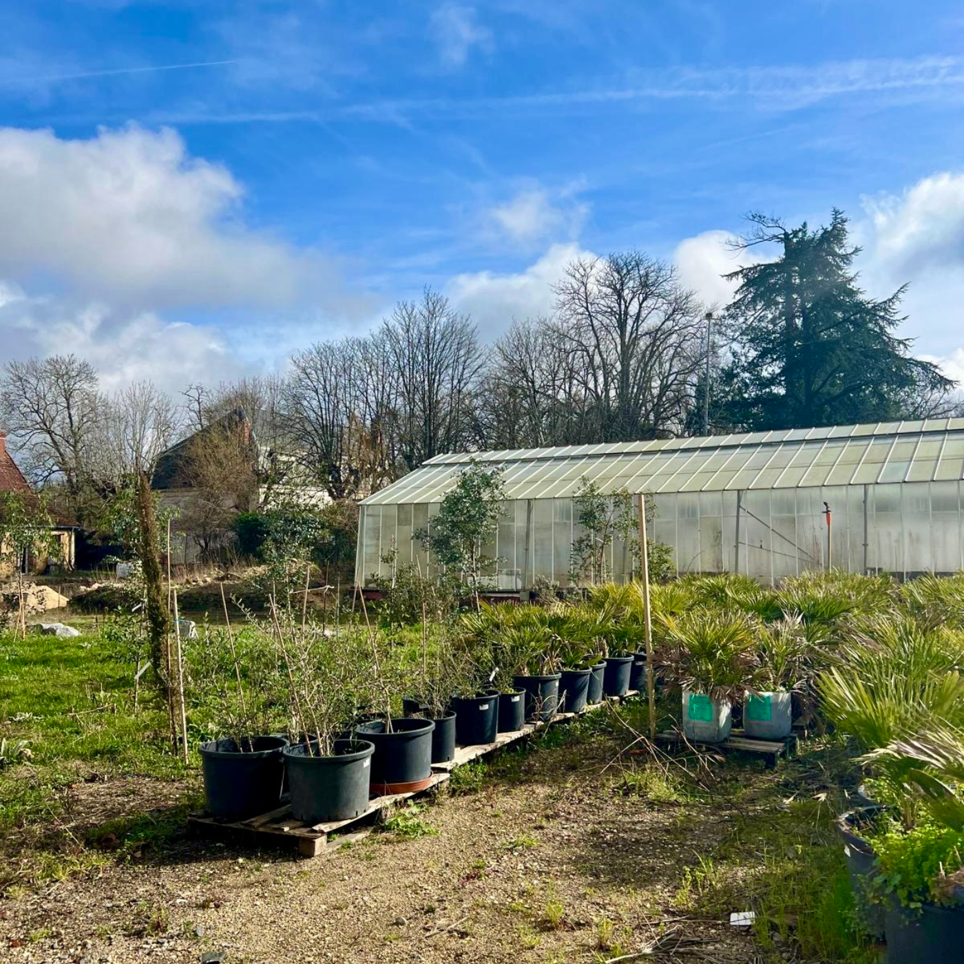 Serre de culture de plantes utilisées dans les soins capillaires naturels Conaturel